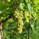 Am Weinbrunnen Nocleg ze śniadaniem *