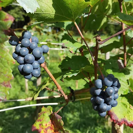 Am Weinbrunnen * Vorchdorf
