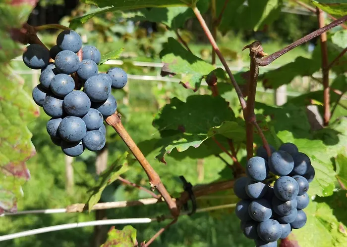Am Weinbrunnen * Vorchdorf