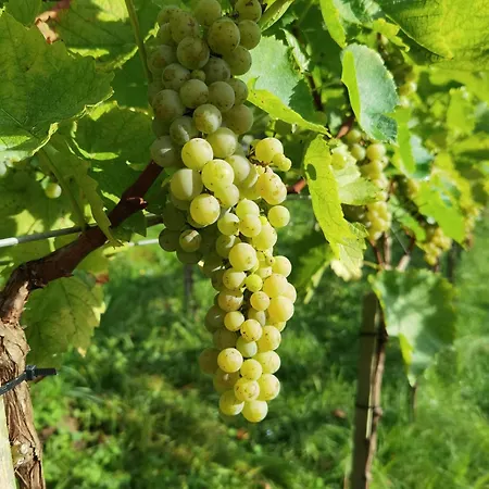 Am Weinbrunnen לינה וארוחת בוקר *