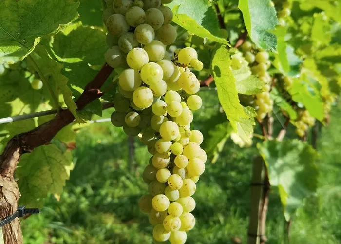 Am Weinbrunnen Oda ve Kahvaltı *